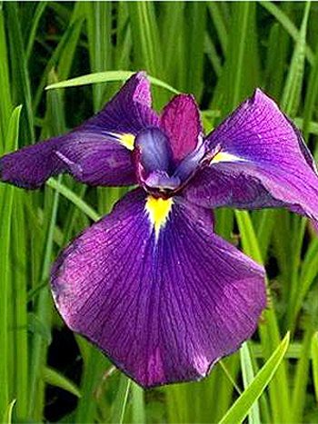 Photos Iris ensata - German iris
