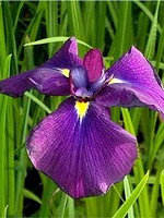 Photos Iris ensata