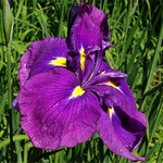 Photos Iris ensata - German iris