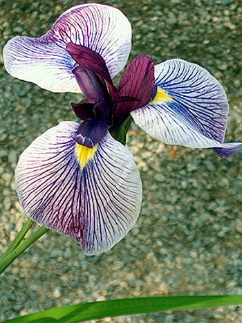 Photos Iris ensata - German iris
