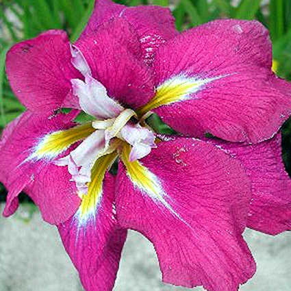 Photos Iris ensata - German iris