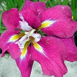 Photos Iris ensata