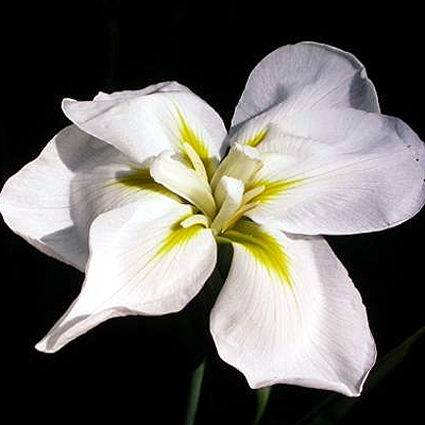 Photos Iris ensata - German iris