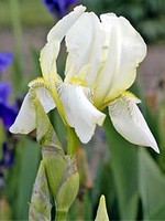 Photos Iris flavescens