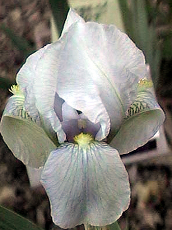 Photos Iris florentina - German iris