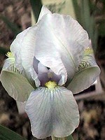 Photos Iris florentina