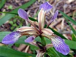 Photos Iris foetidissima
