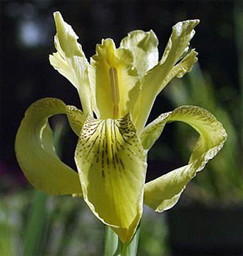 Photos Iris forrestii - German iris