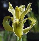 Photos Iris forrestii
