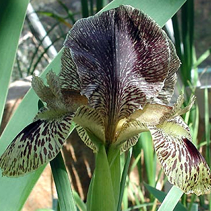 Photos Iris gatesii - German iris