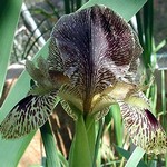 Photos Iris gatesii