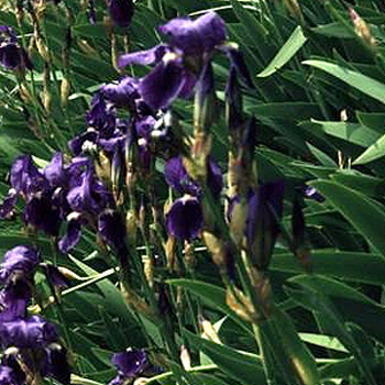 Photos Iris germanica - German iris