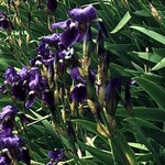 Photos Iris germanica