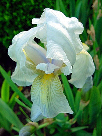 Photos Iris germanica var. florentina - German iris