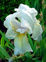 Photos Iris germanica var. florentina