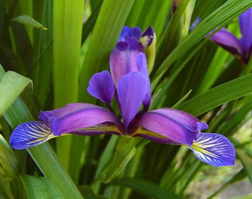Photos Iris graminea - German iris