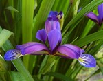 Photos Iris graminea