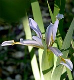 Photos Iris halophila