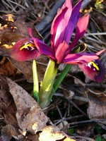 Photos Iris histrioides