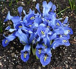 Photos Iris histrioides
