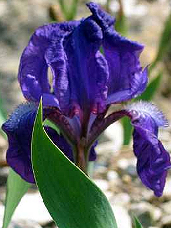 Photos Iris illyrica - German iris