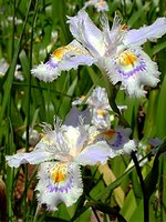 Photos Iris japonica