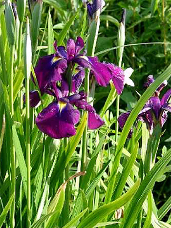 Photos Iris kaempferi - 