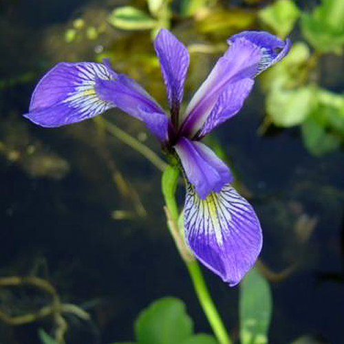 Photos Iris kaempferi - 