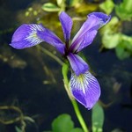 Photos Iris kaempferi