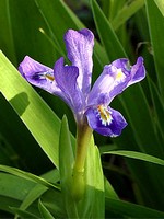 Photos Iris lacustris