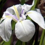 Photos Iris laevigata