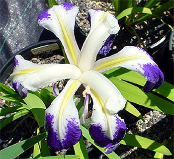 Photos Iris laevigata - German iris