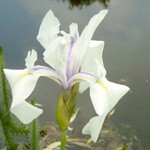 Photos Iris laevigata