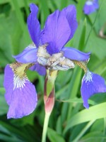Photos Iris laevigata