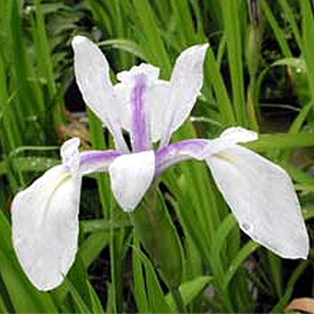Photos Iris laevigata - German iris