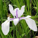 Photos Iris laevigata