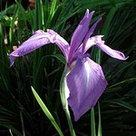 Photos Iris laevigata