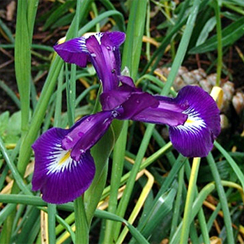 Photos Iris latifolia - 