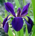 Photos Iris louisiana