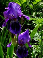 Photos Iris Barbata-Media - German iris