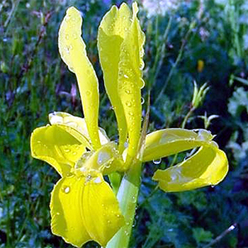 Photos Iris monnieri - German iris