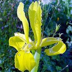 Photos Iris monnieri - German iris