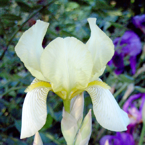 Photos Iris Barbata-Elatior - German iris