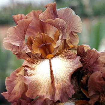Photos Iris Barbata-Nana - German iris