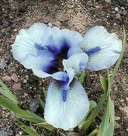 Photos Iris Barbata-Nana - German iris