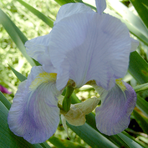 Photos Iris Barbata-Elatior - German iris