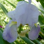 Photos Iris Barbata-Elatior