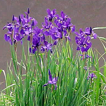 Photos Iris nertschinskia - 