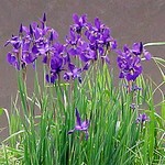 Photos Iris nertschinskia