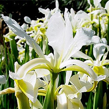 Photos Iris spuria ssp. ochroleuca - German iris